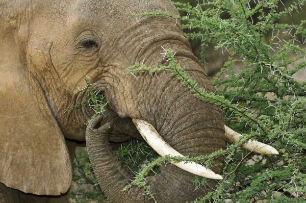 Kenya, Samburu Reserve Elephant eating Acacia